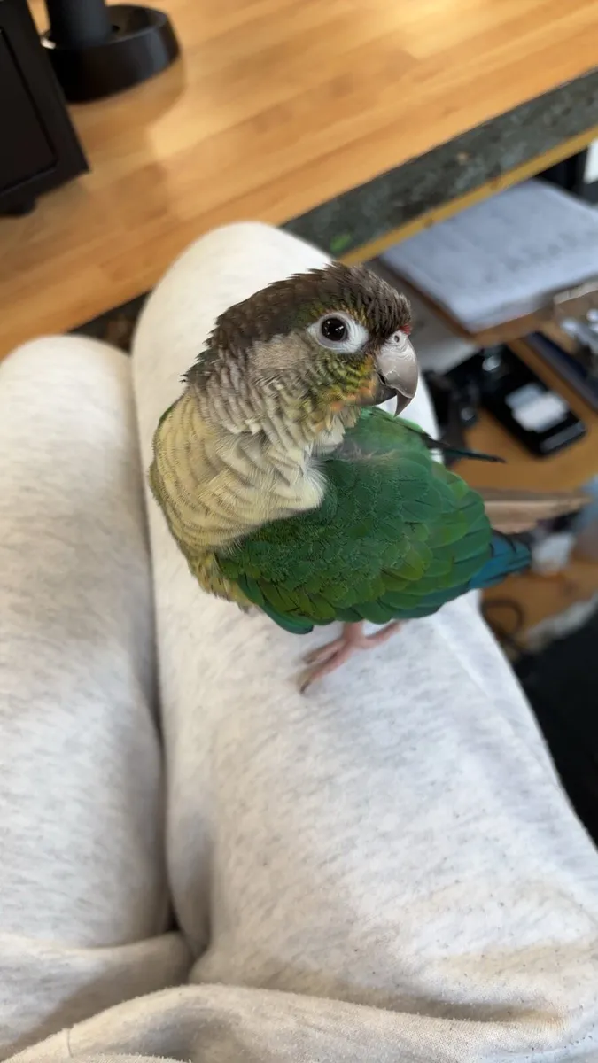 Tame Green Cheek Conure - Image 1
