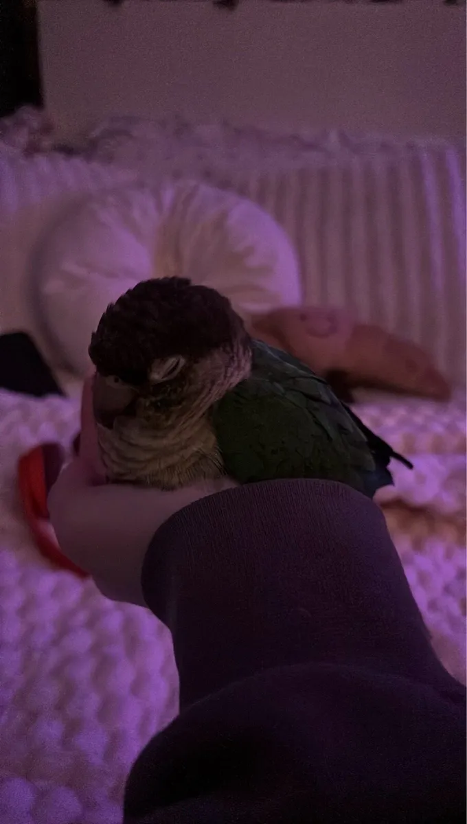 Tame Green Cheek Conure - Image 3