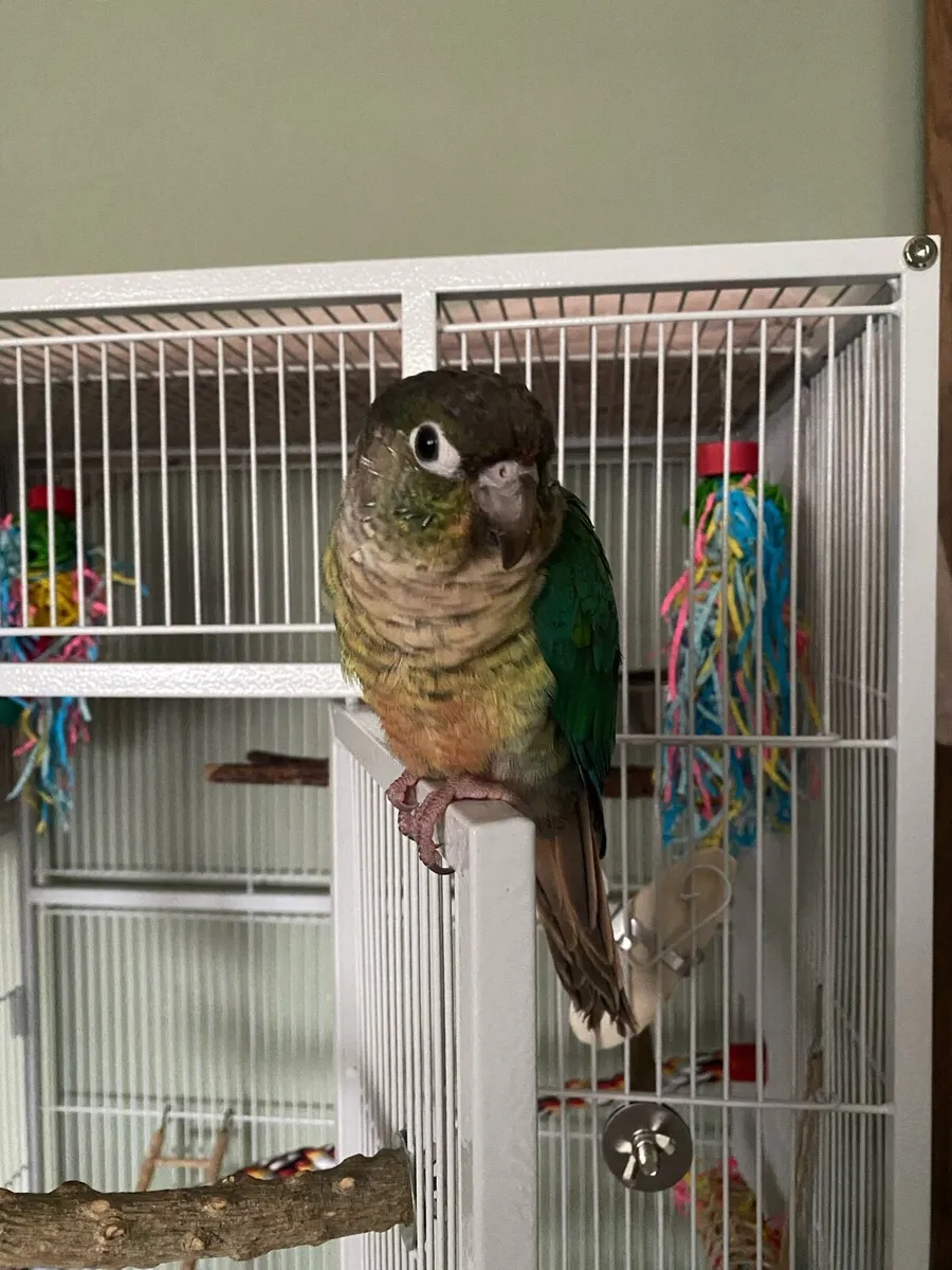 Tame Green Cheek Conure - Image 2