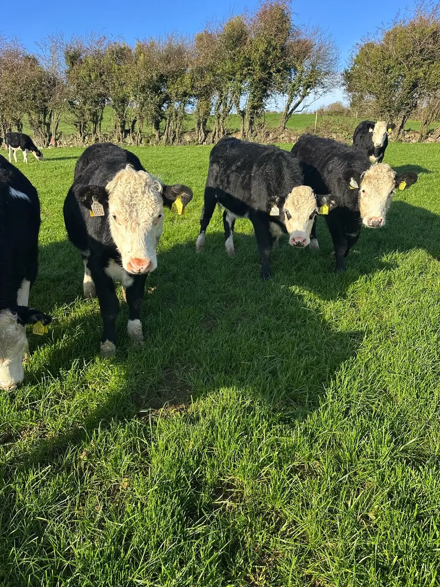 Hereford heifers - Image 2