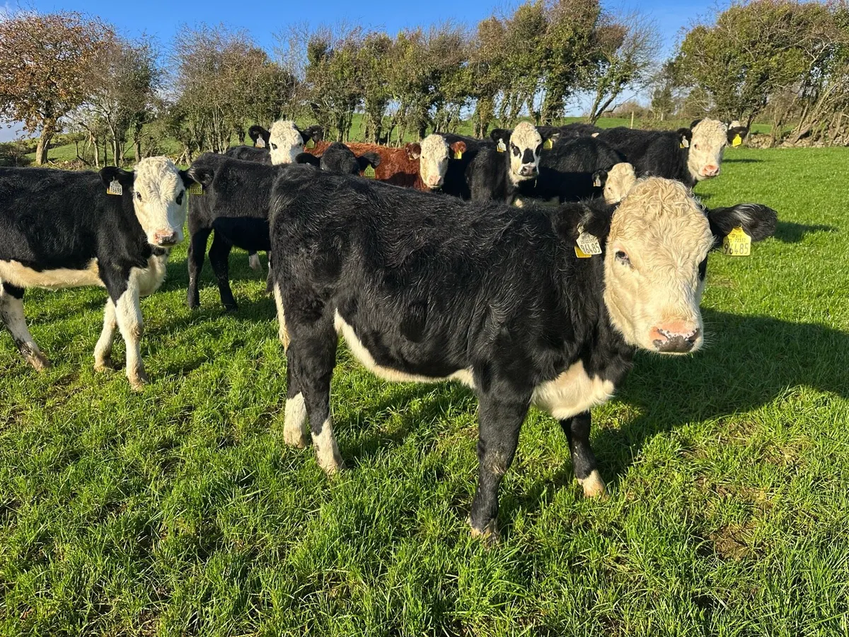 Hereford heifers - Image 3