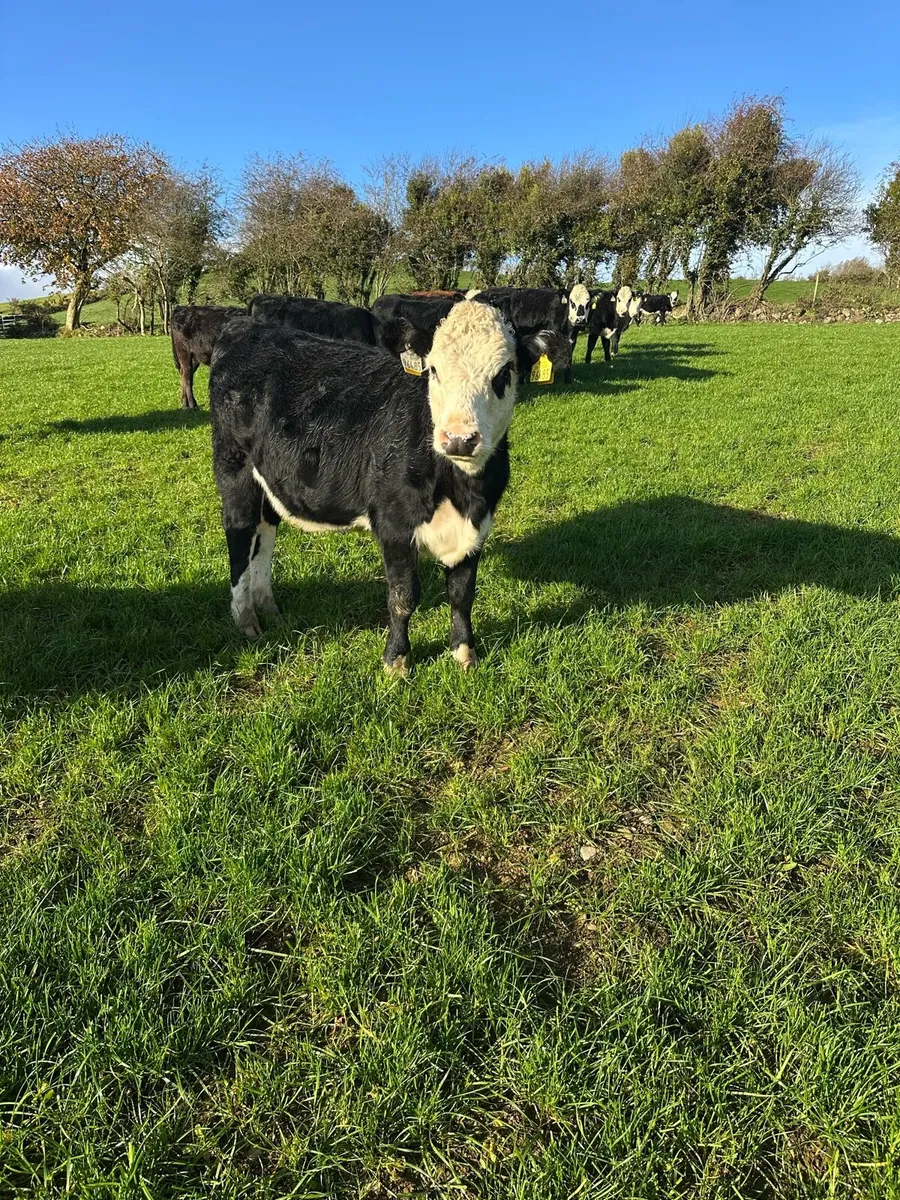 Hereford heifers - Image 1