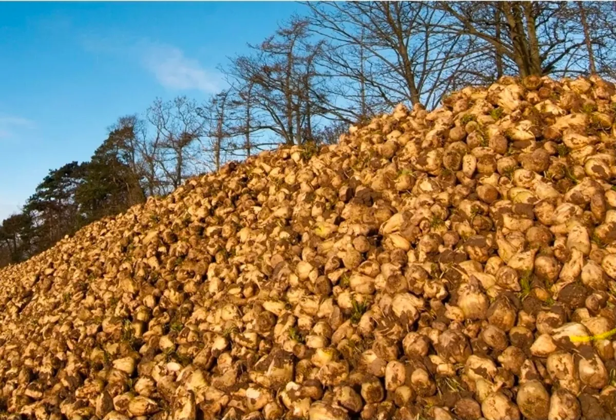 *** Sugar Beet for sale *** - Image 2