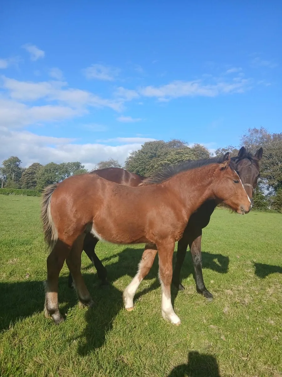 Horse - Image 1