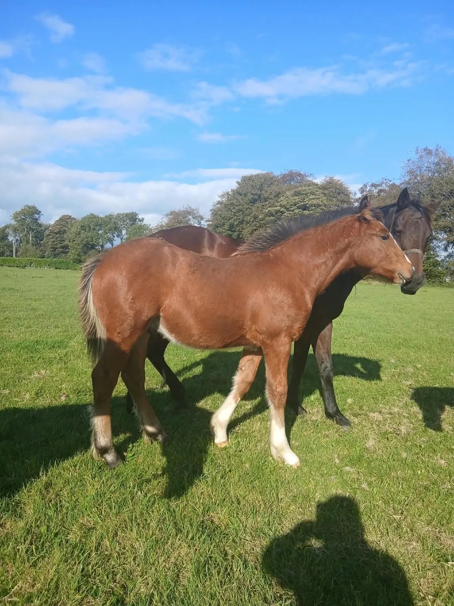 Horse - Image 2