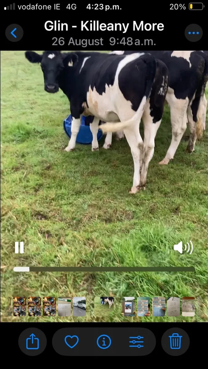 Dairy heifers - Image 3