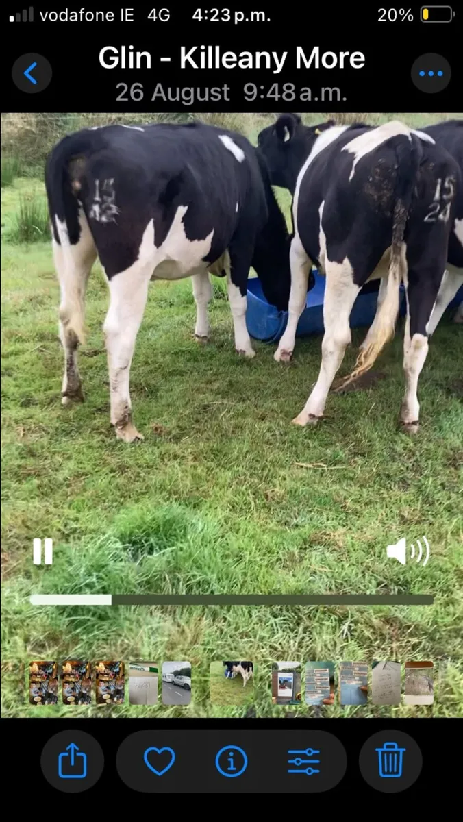Dairy heifers - Image 4