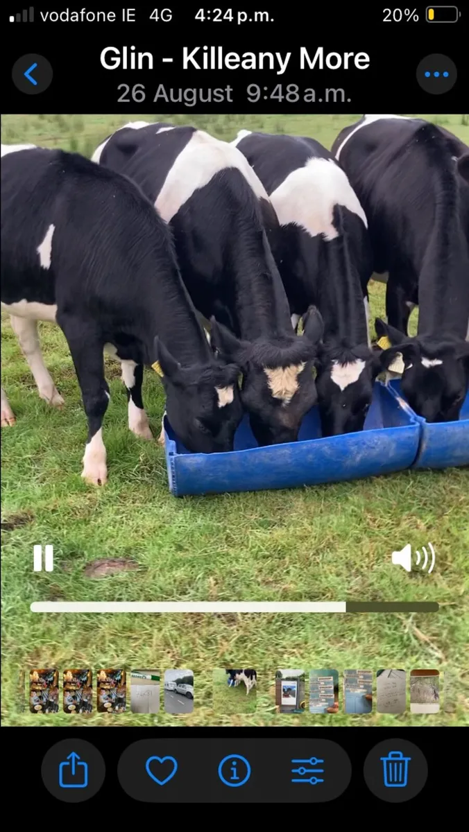 Dairy heifers - Image 2