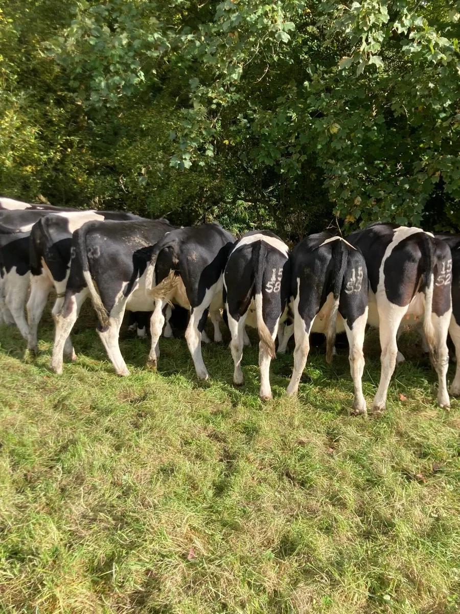 Dairy heifers - Image 1