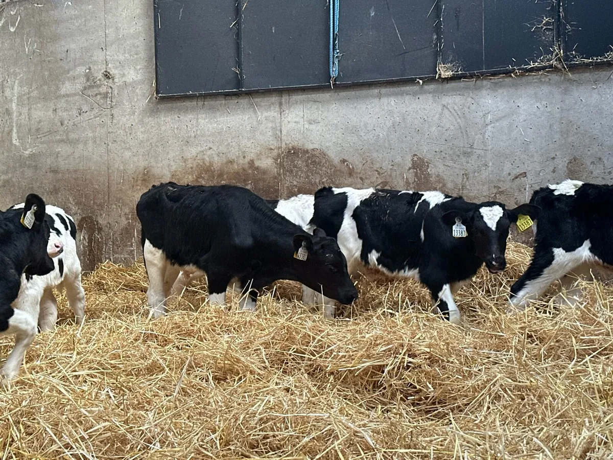 🌟12 super British Fresian bull calves 🌟 - Image 1