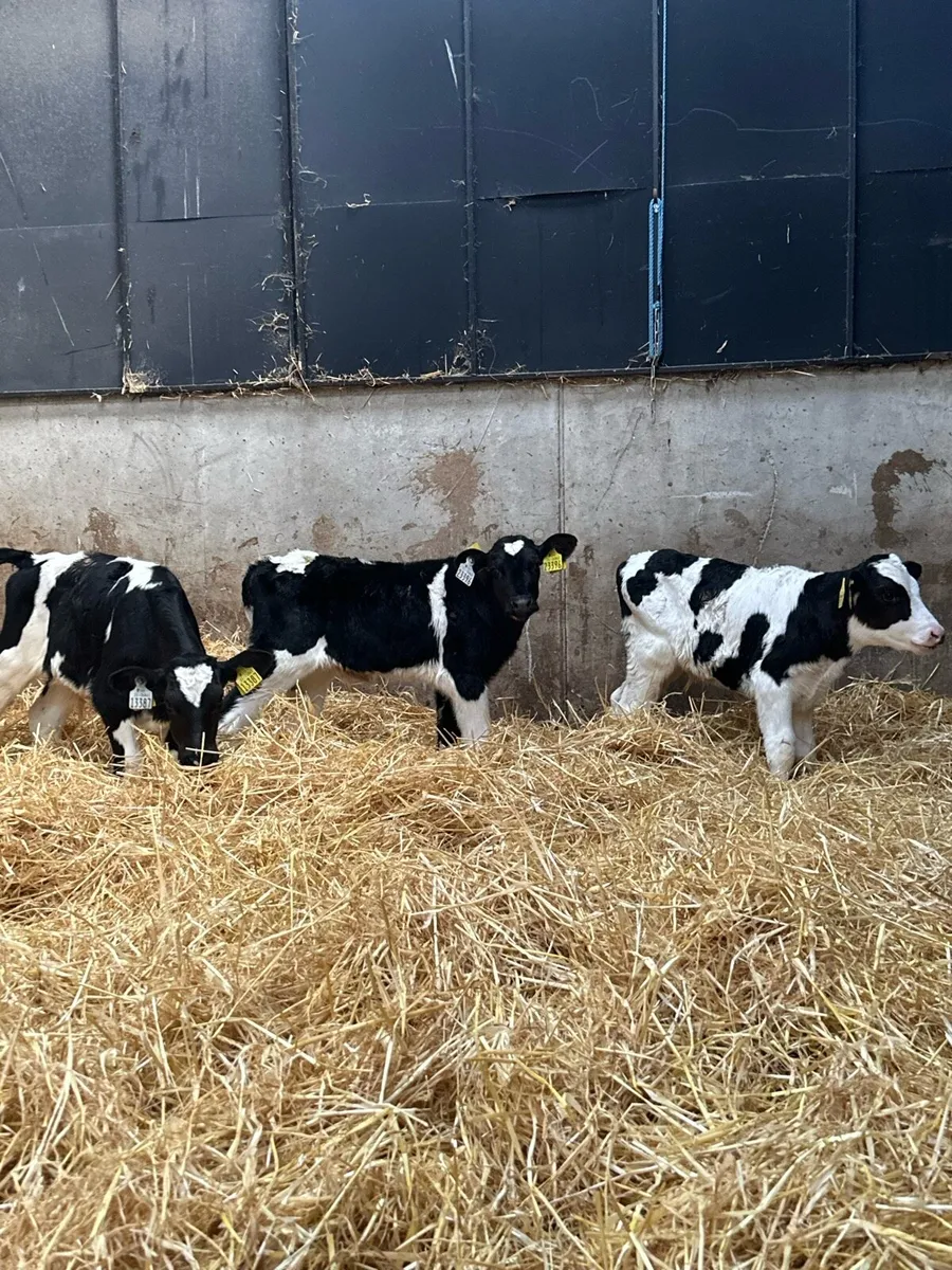 🌟12 super British Fresian bull calves 🌟 - Image 3