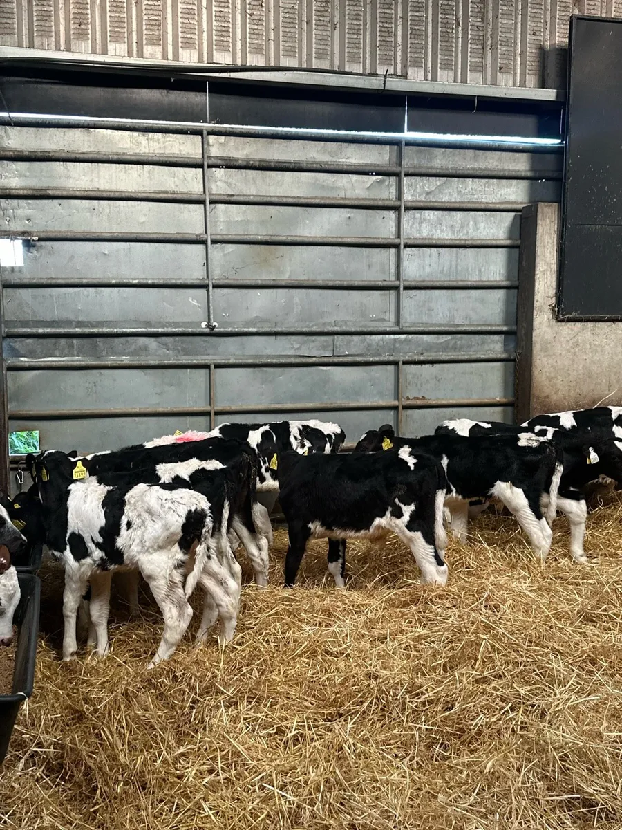🌟12 super British Fresian bull calves 🌟 - Image 4