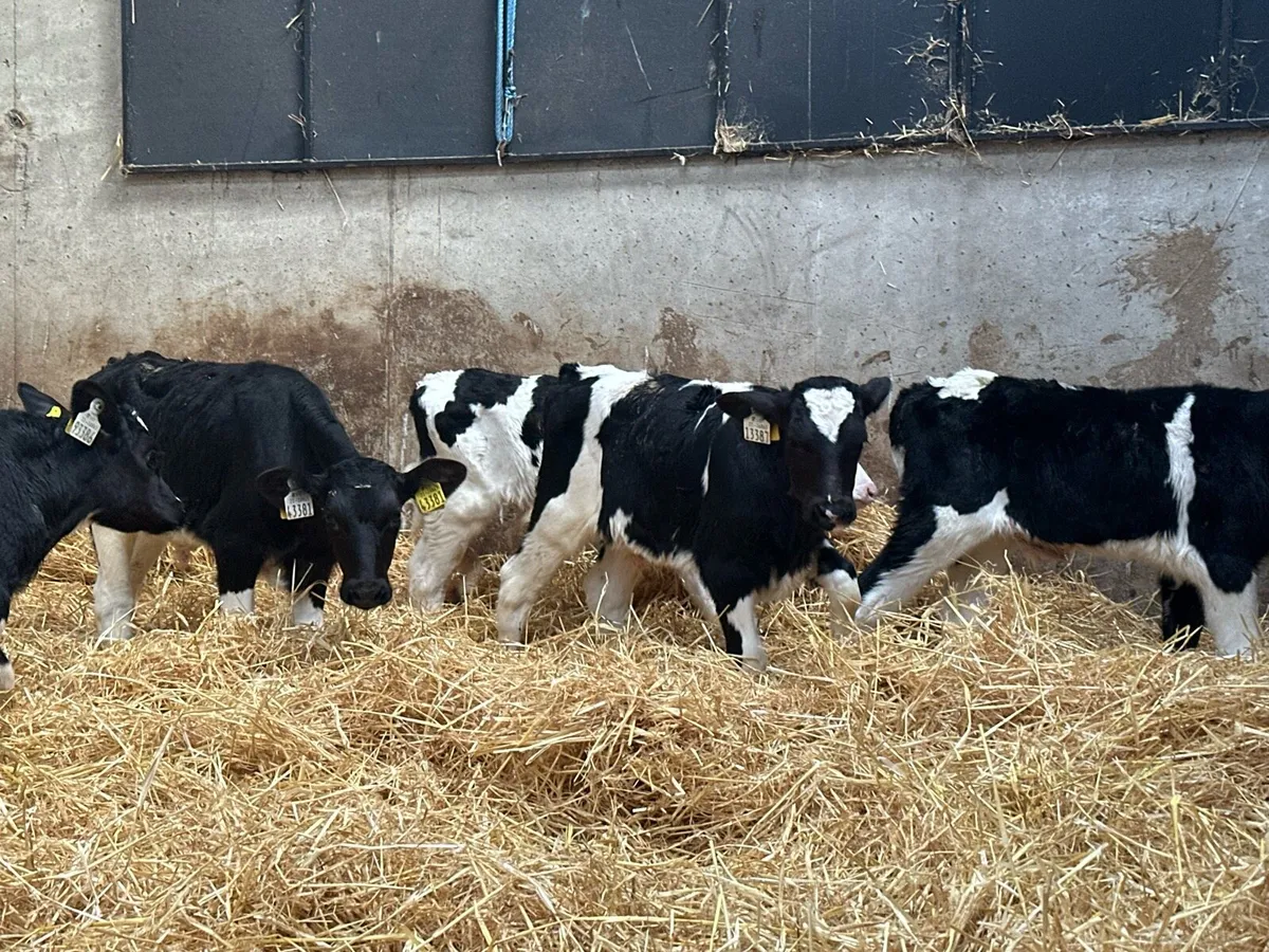 🌟12 super British Fresian bull calves 🌟 - Image 2