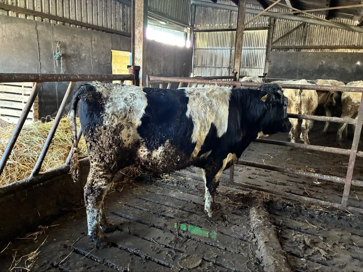 Vasectomised Teaser Bull - Image 2