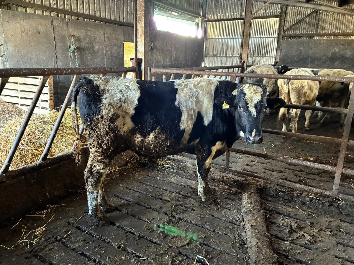 Vasectomised Teaser Bull - Image 1