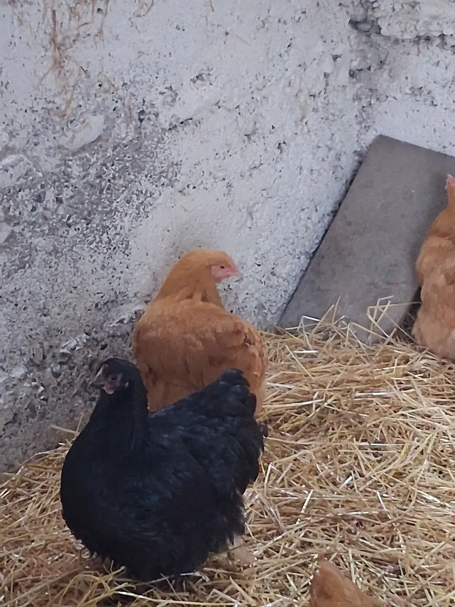 Orpington hens - Image 3