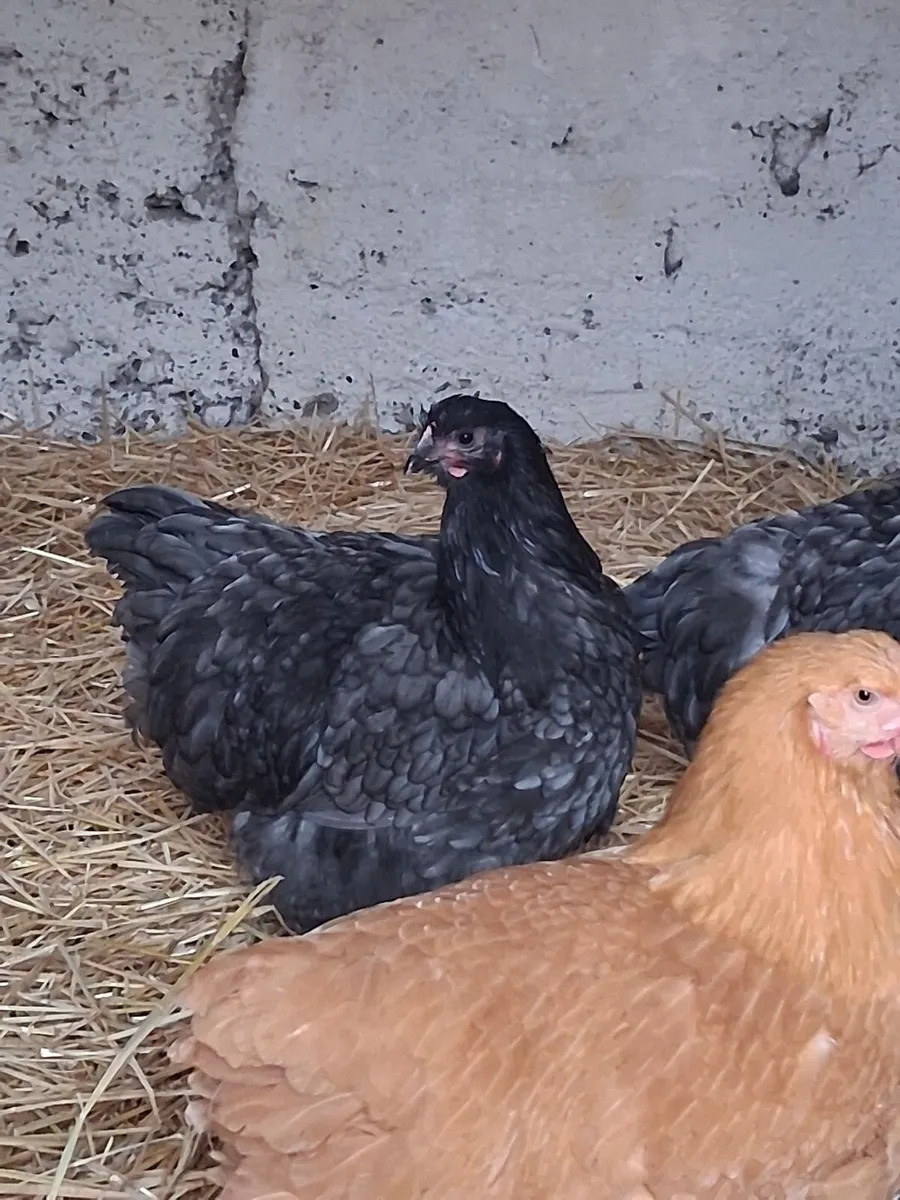 Orpington hens - Image 1