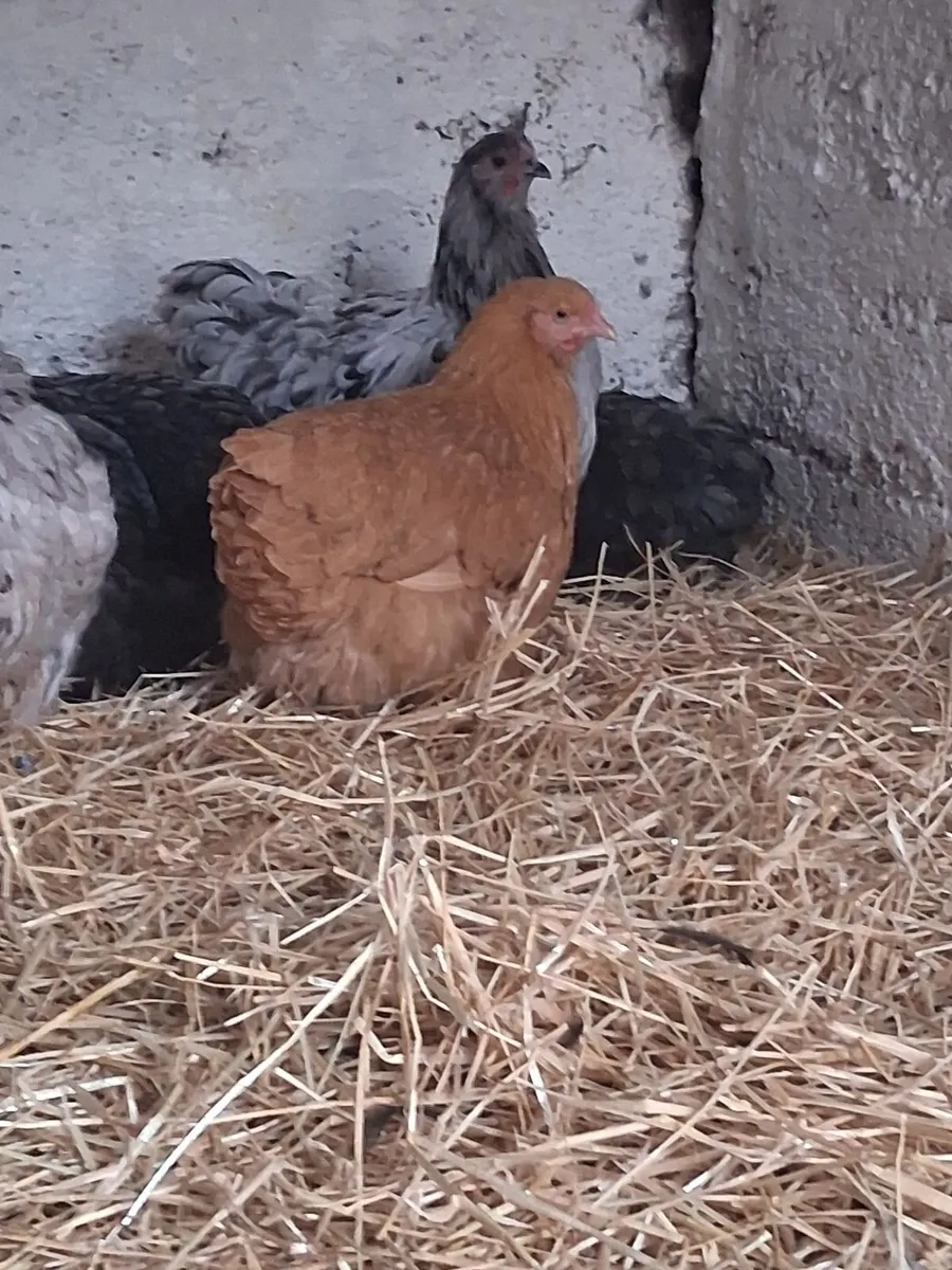 Orpington hens - Image 2