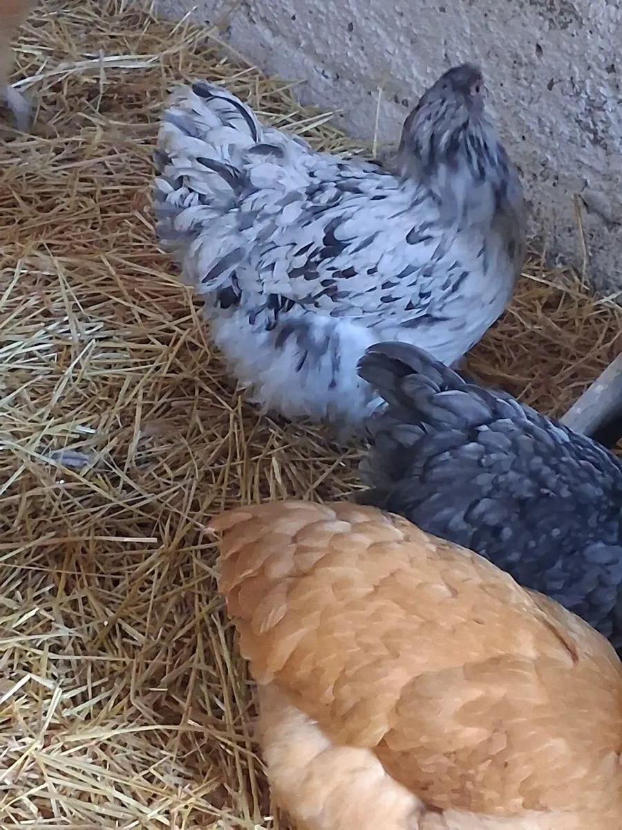 Orpington hens - Image 4