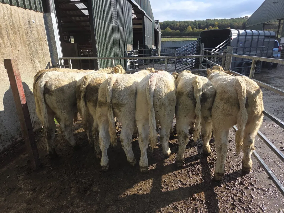Weanlings - Image 1