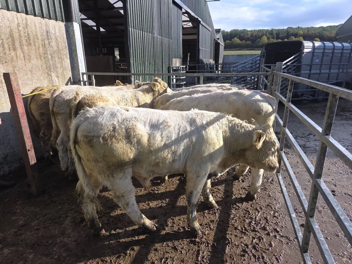 Weanlings - Image 3