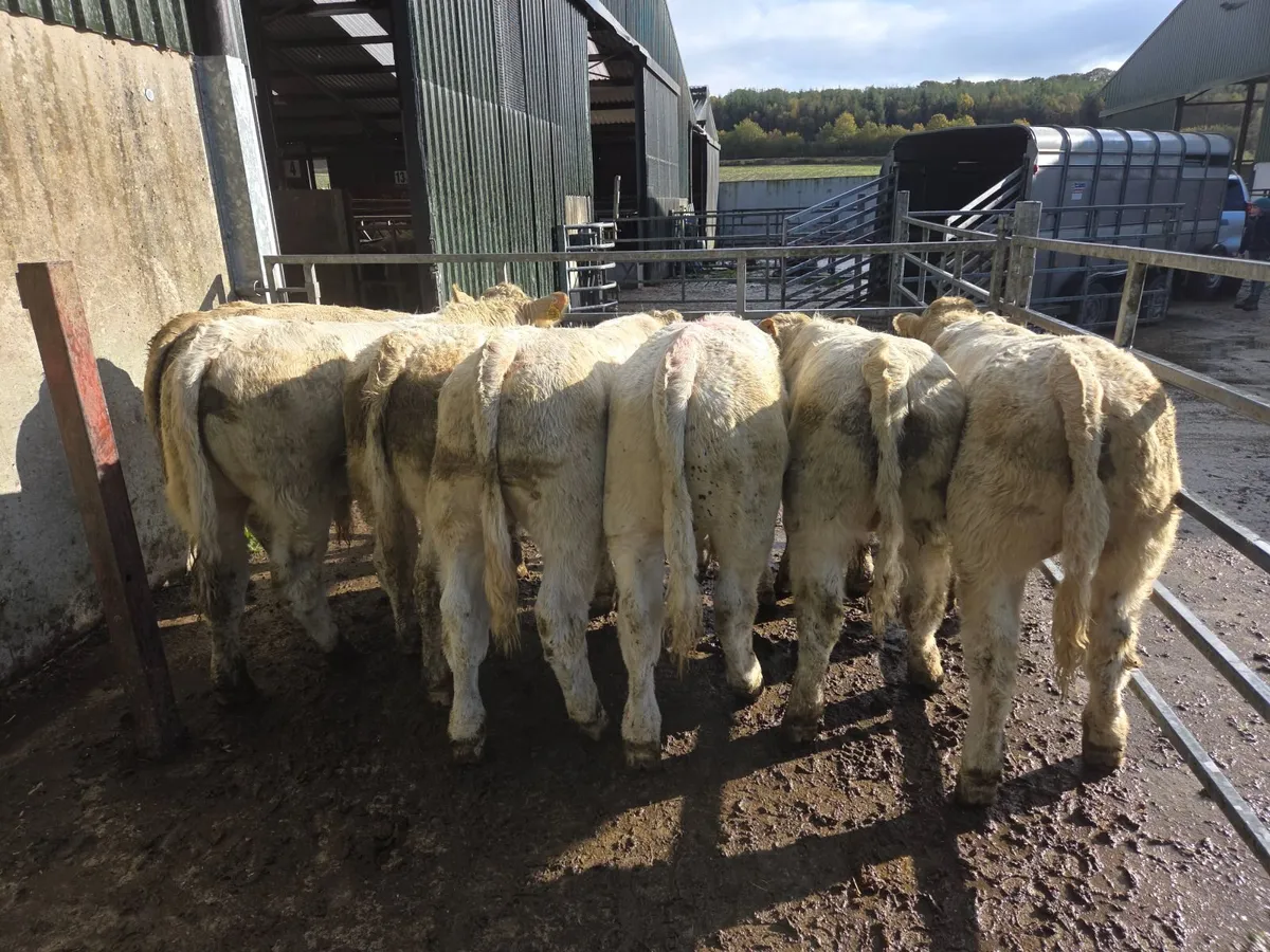 Weanlings - Image 2