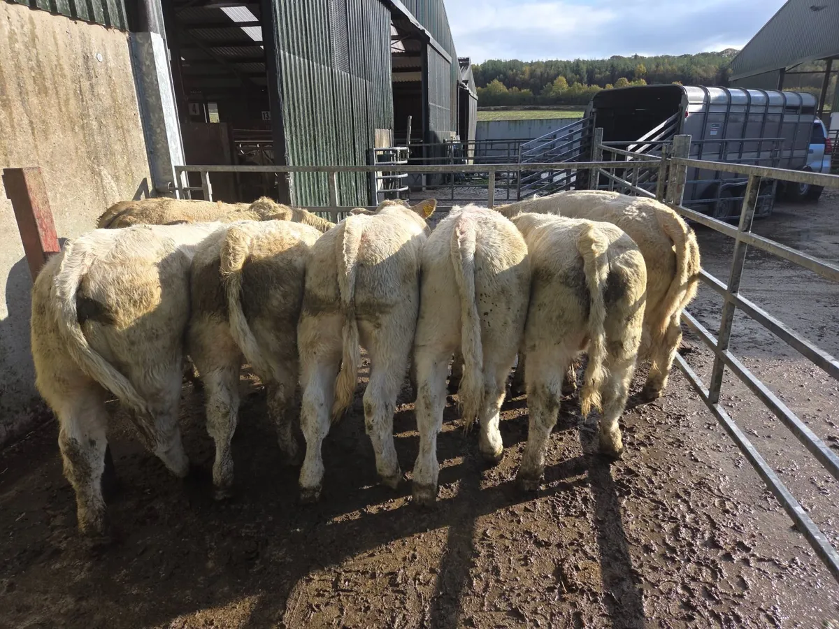 Weanlings - Image 4