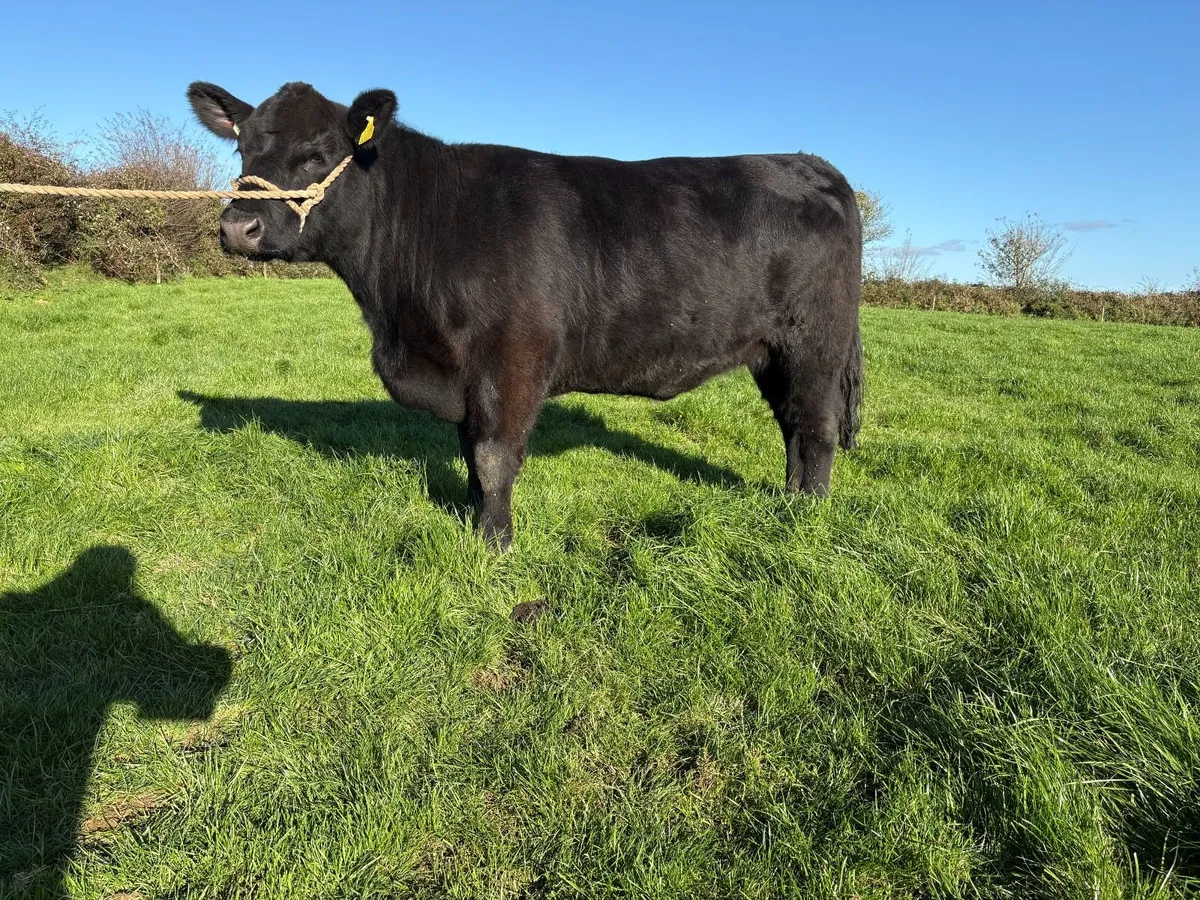Pedigree Angus Heifers - Image 2