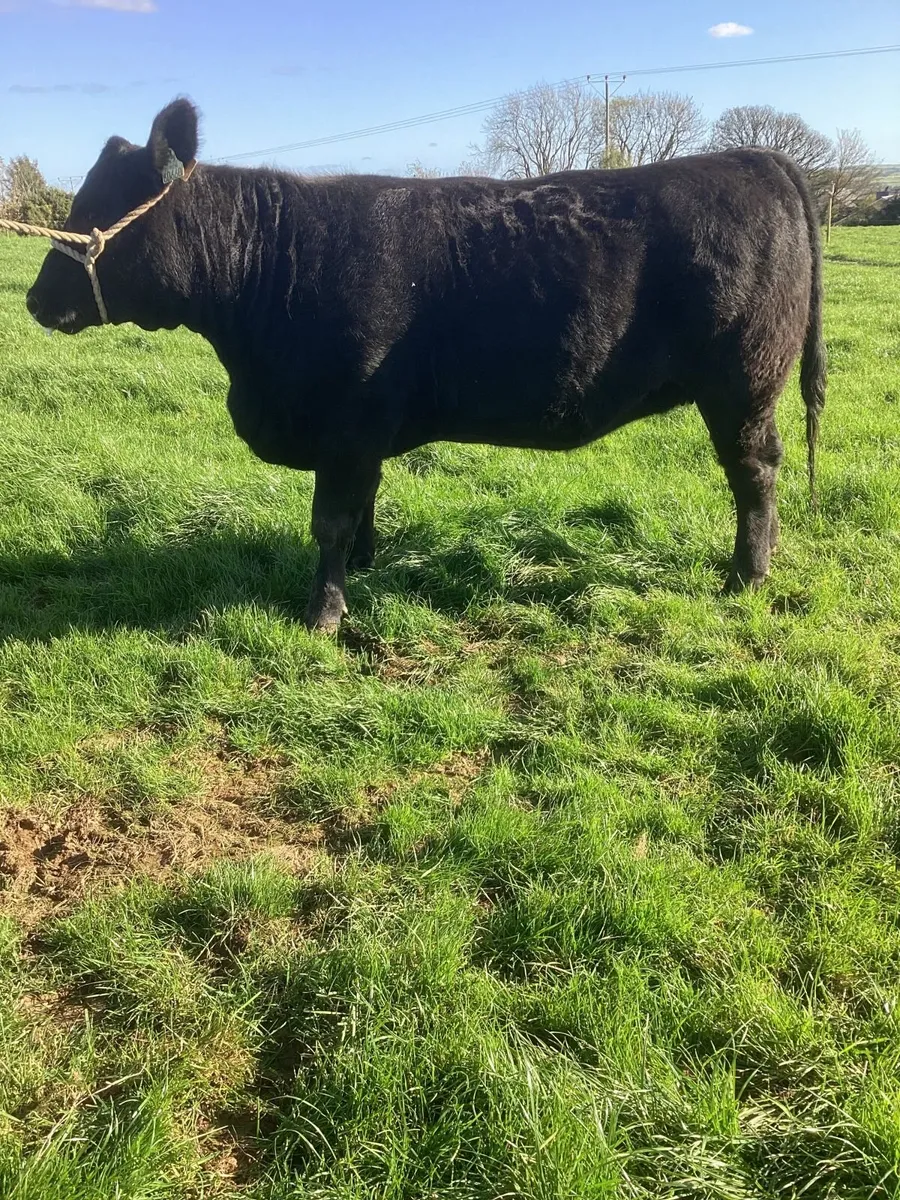 Pedigree Angus Heifers - Image 3