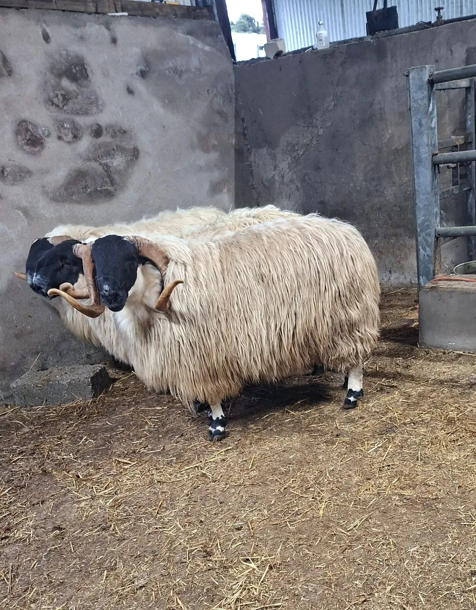 Shearlings for Sale - Image 4