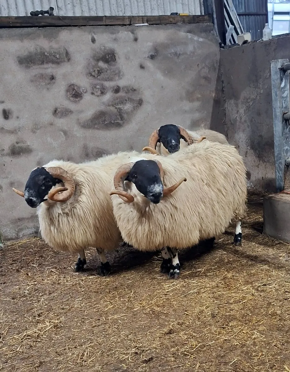 Shearlings for Sale - Image 1
