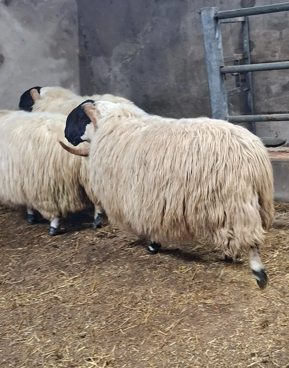Shearlings for Sale - Image 2