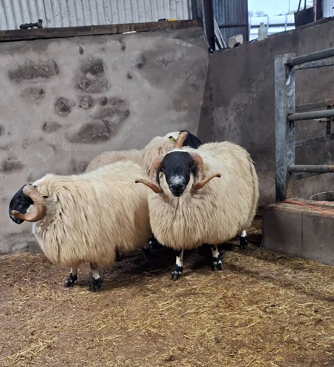 Shearlings for Sale - Image 3
