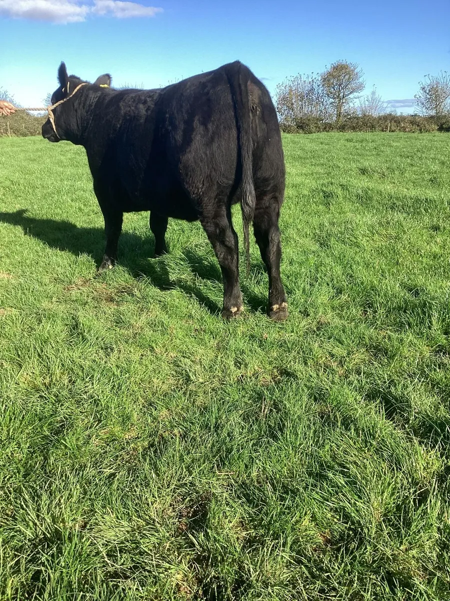 Pedigree Angus Heifers - Image 4