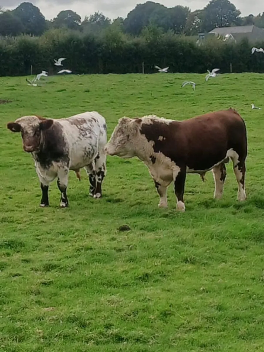 Beef Cattle