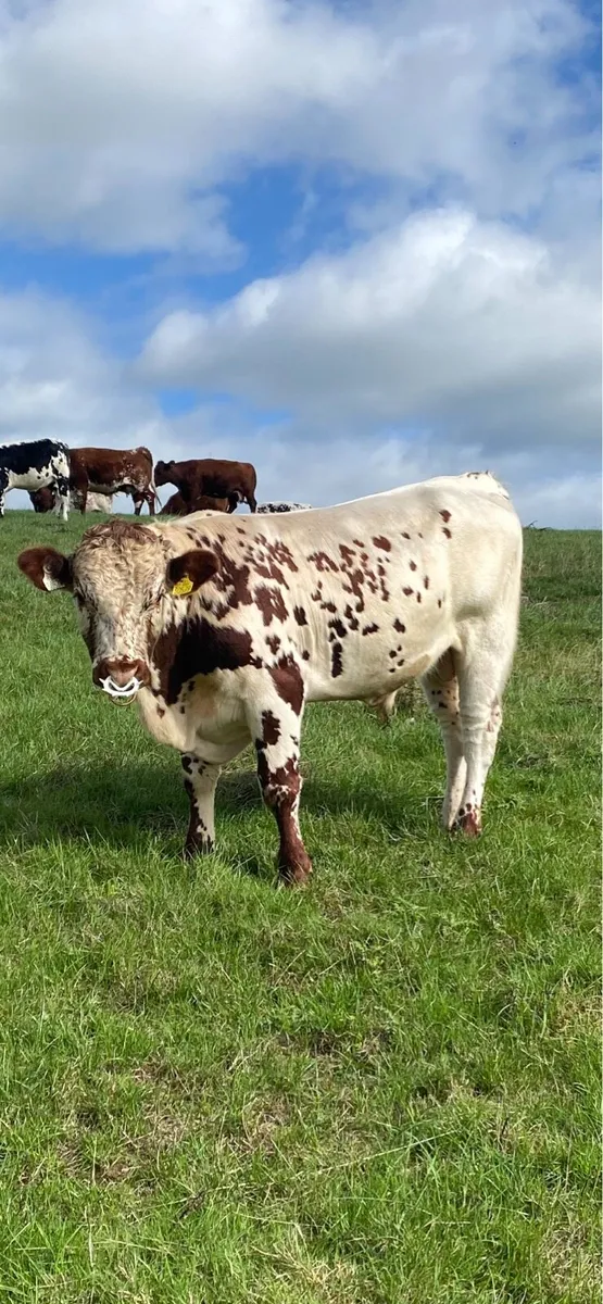 Droimeann Bull - Image 1