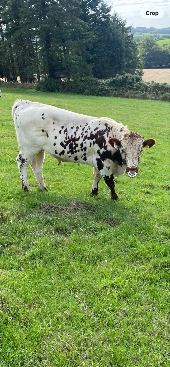 Droimeann Bull - Image 3