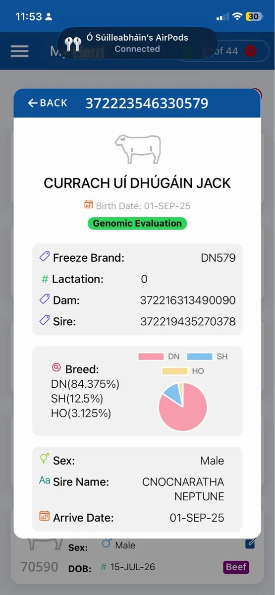 Droimeann Bull - Image 4