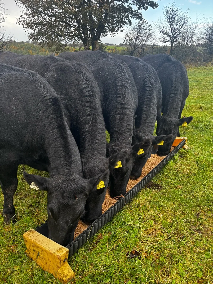 AA Heifers 5 - Image 1