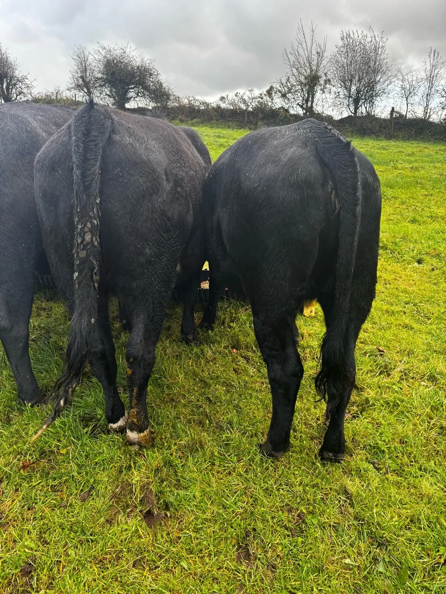 AA Heifers 5 - Image 4