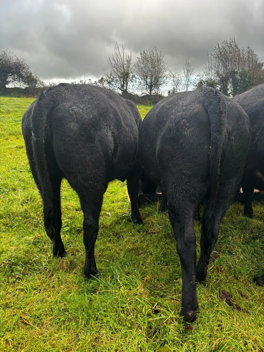AA Heifers 5 - Image 2