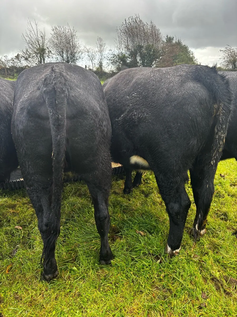 AA Heifers 5 - Image 3