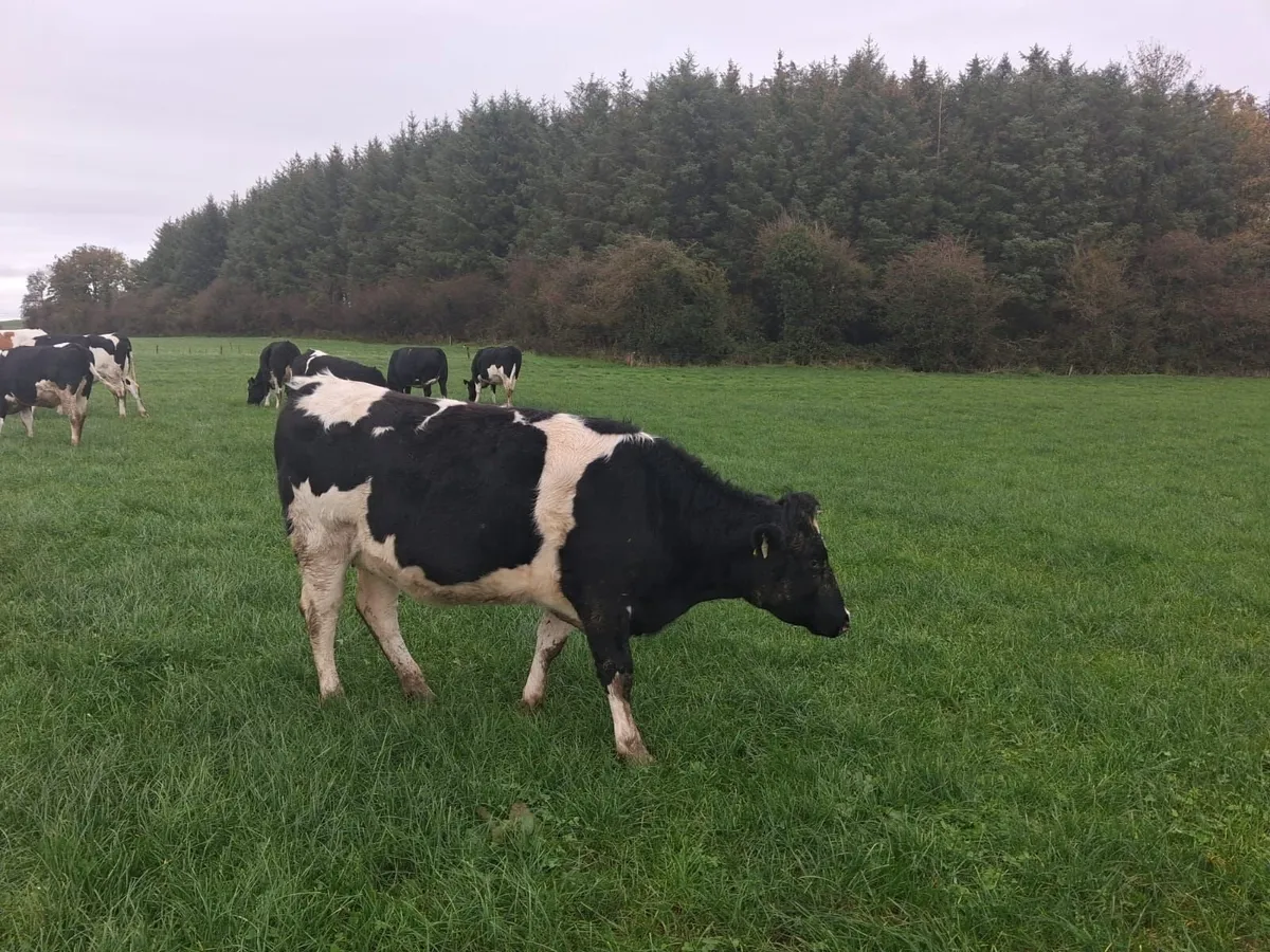 Incalf fr heifers - Image 2