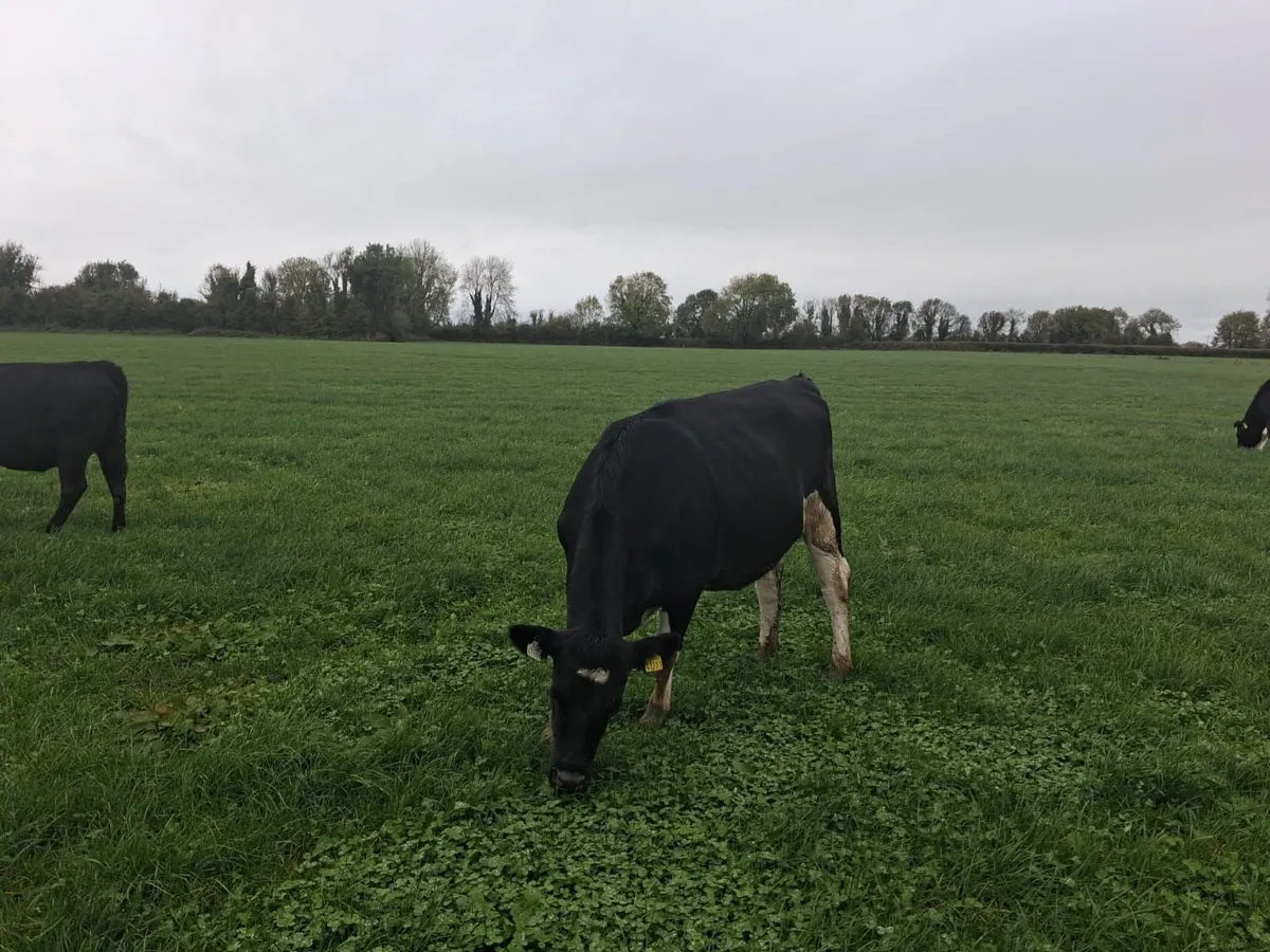 Incalf fr heifers - Image 3