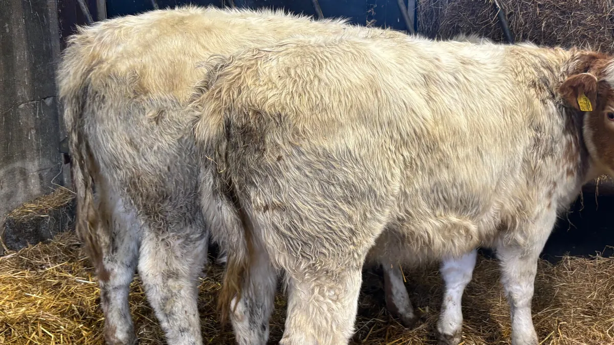 ⭐️ 2 Red Roan Belgian Blue Heifer Weanlings ⭐️ - Image 4