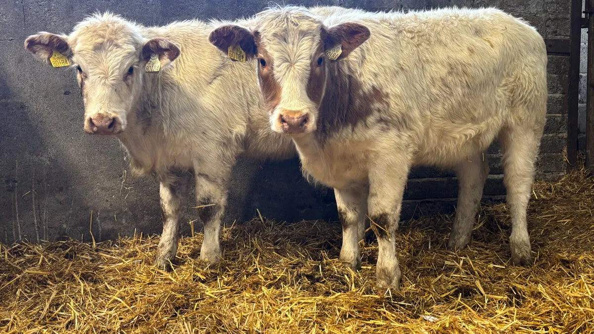 ⭐️ 2 Red Roan Belgian Blue Heifer Weanlings ⭐️ - Image 3