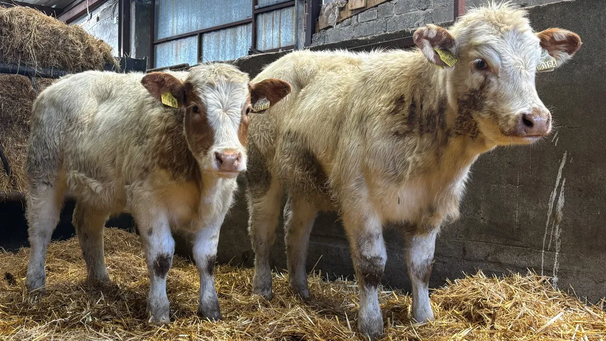⭐️ 2 Red Roan Belgian Blue Heifer Weanlings ⭐️ - Image 2