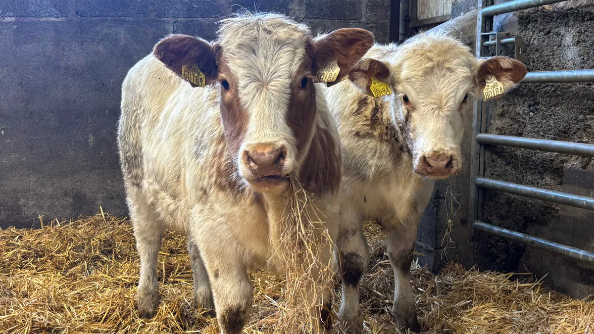 ⭐️ 2 Red Roan Belgian Blue Heifer Weanlings ⭐️ - Image 1