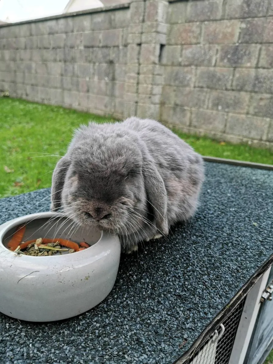 Female Mini Lop rabbit - Image 1