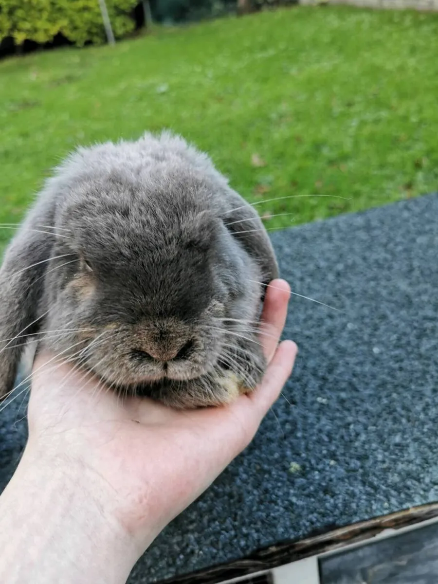 Female Mini Lop rabbit - Image 3